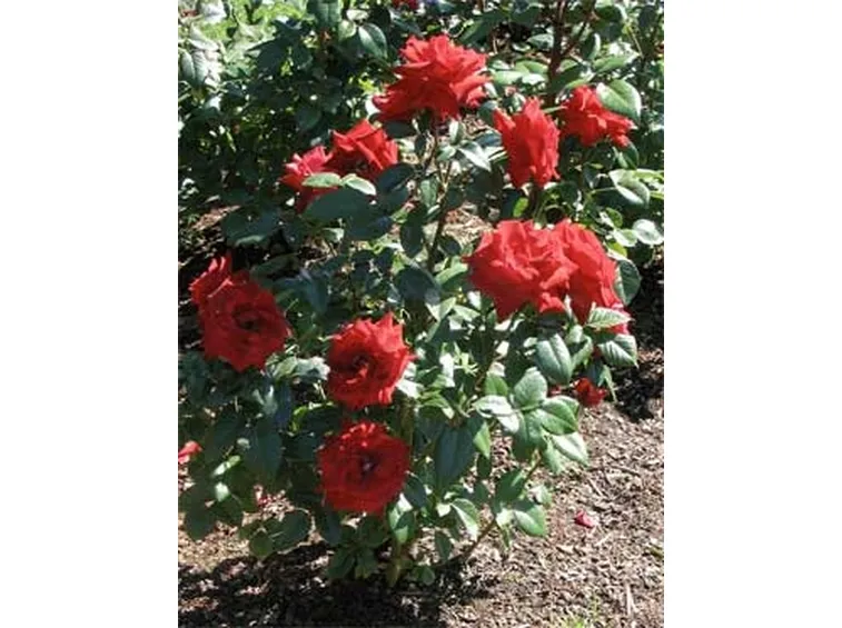 Problemi delle rose