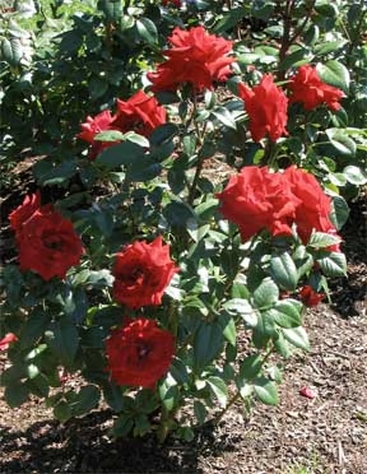 Problemi delle rose