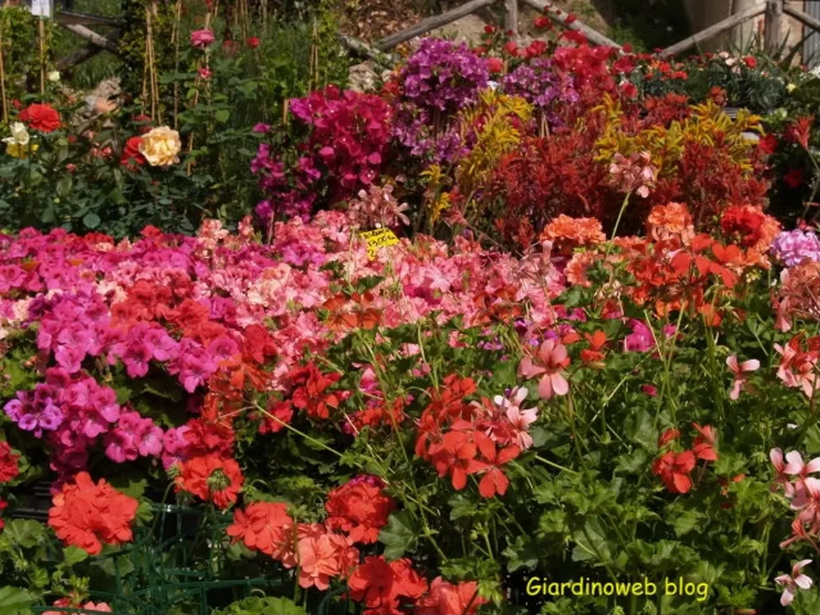 regala fiori