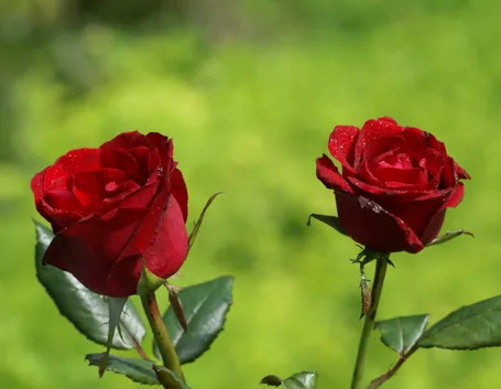 Risposta: annaffiare le rose