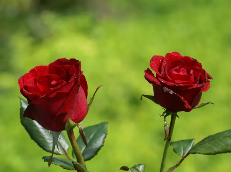 Risposta: annaffiare le rose