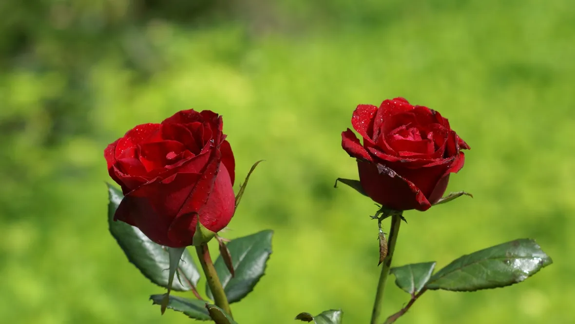 Risposta: annaffiare le rose