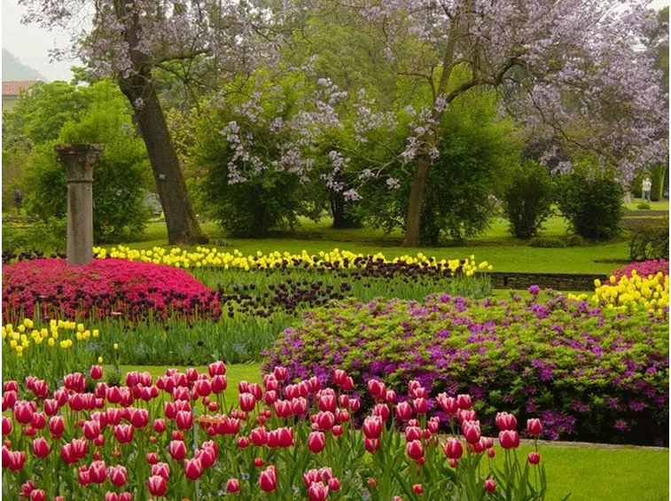 Risposta: coltivare i tulipani