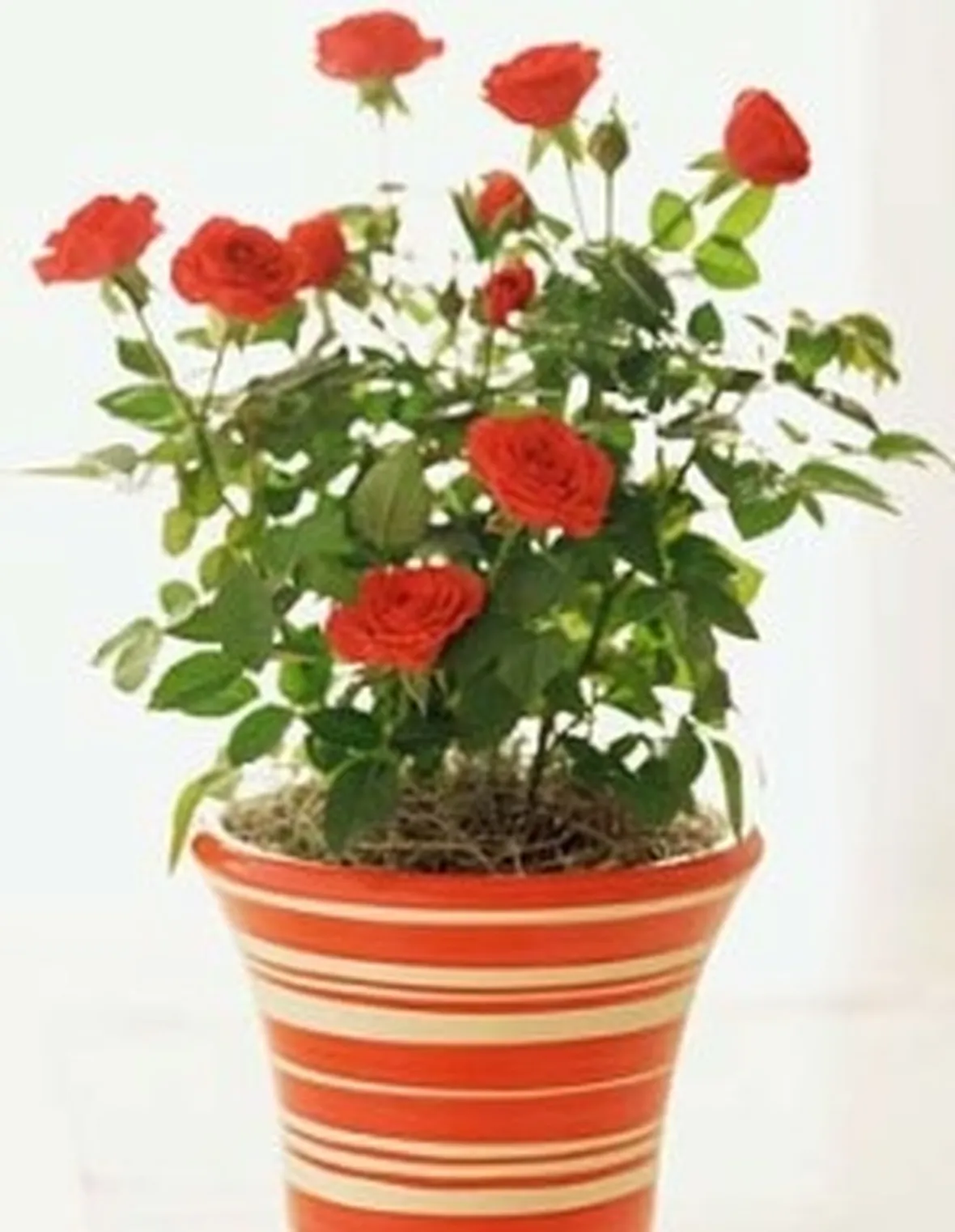 Risposta: gli innesti di rose