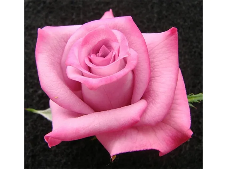 Risposta: i parassiti delle rose