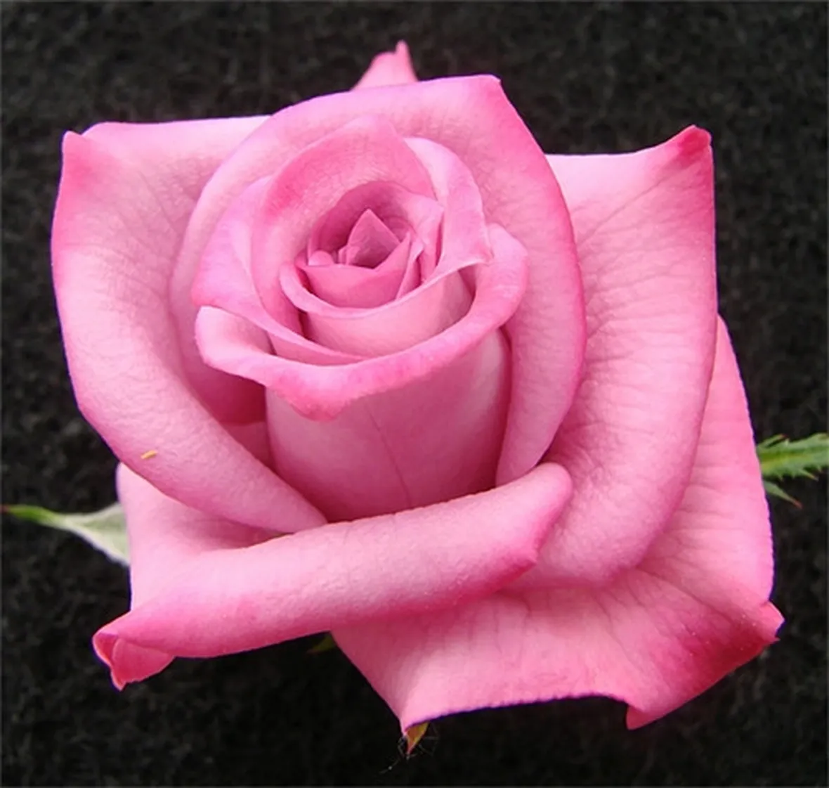 Risposta: i parassiti delle rose
