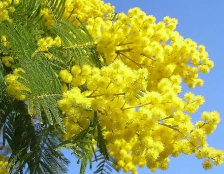 Risposta: Quanto vive la mimosa?
