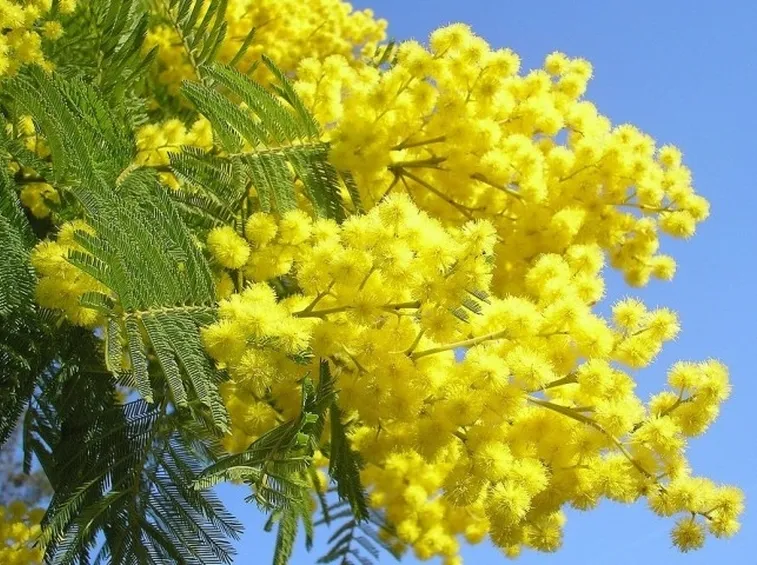 Risposta: Quanto vive la mimosa?
