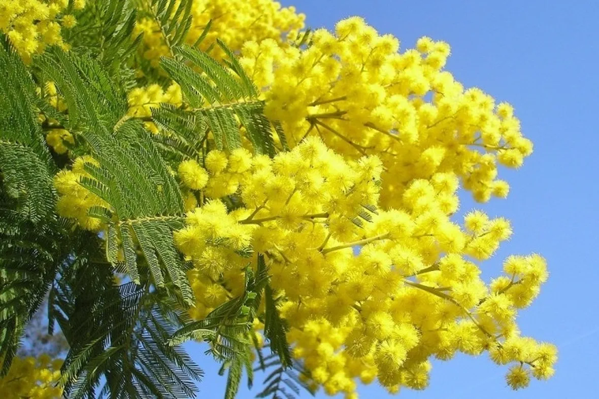 Risposta: Quanto vive la mimosa?