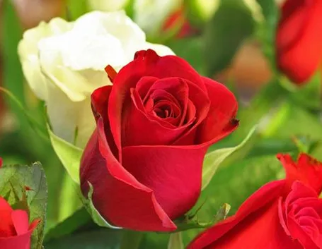 Risposta: Rose antiche