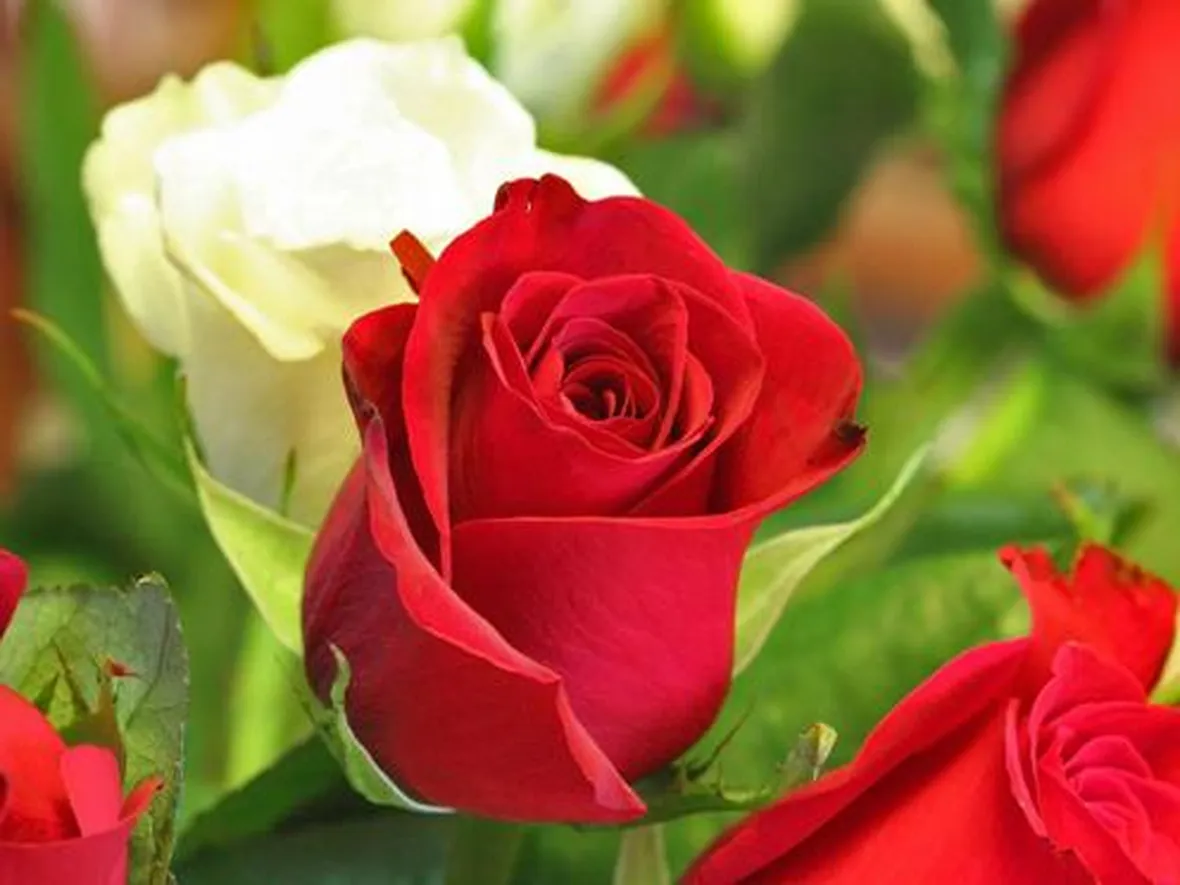 Risposta: Rose antiche