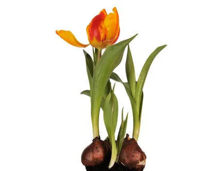 Risposta : tulipani