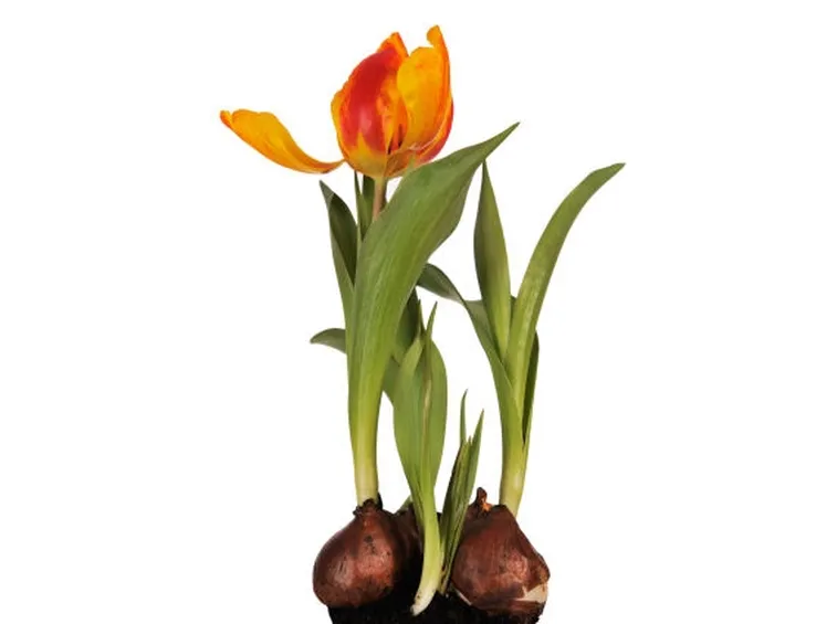 Risposta : tulipani