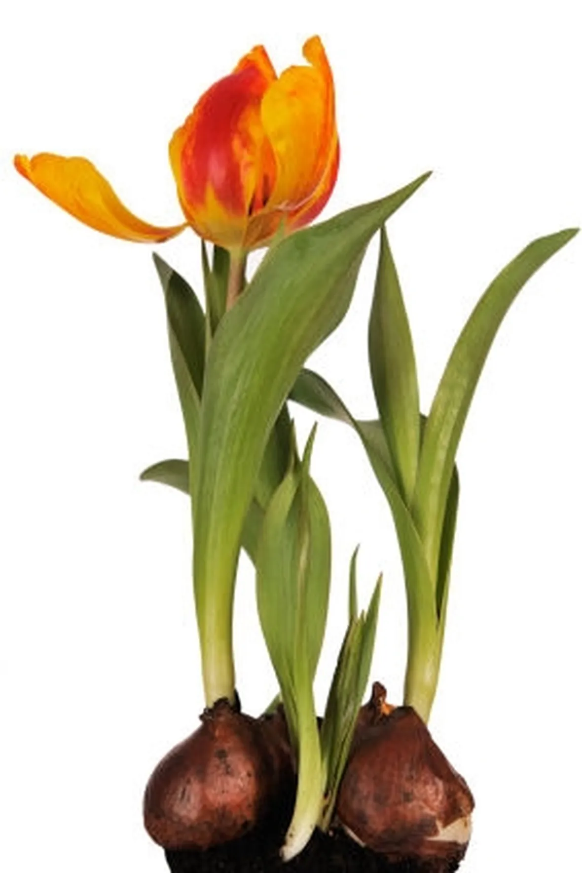 Risposta : tulipani