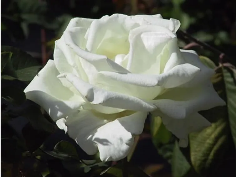 rosa bianca