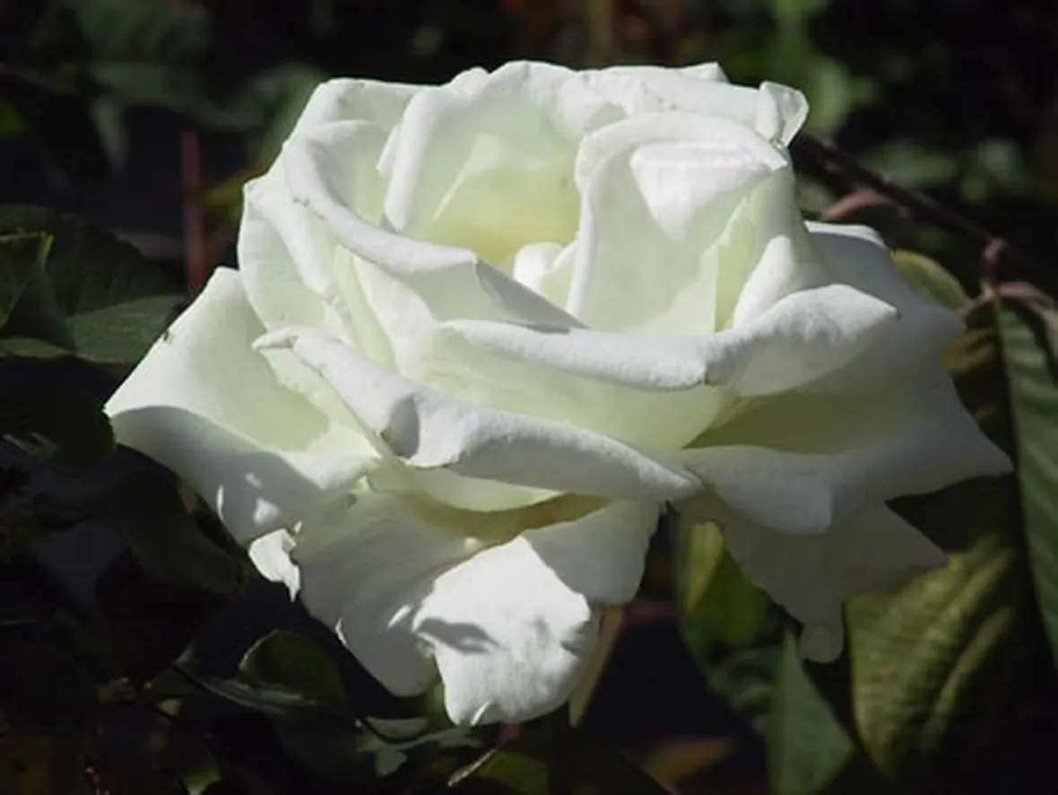 rosa bianca