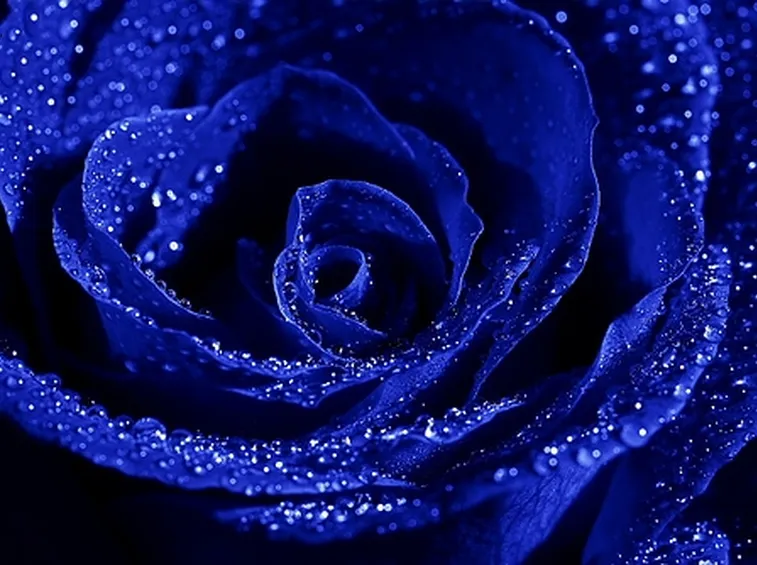 Rosa blu