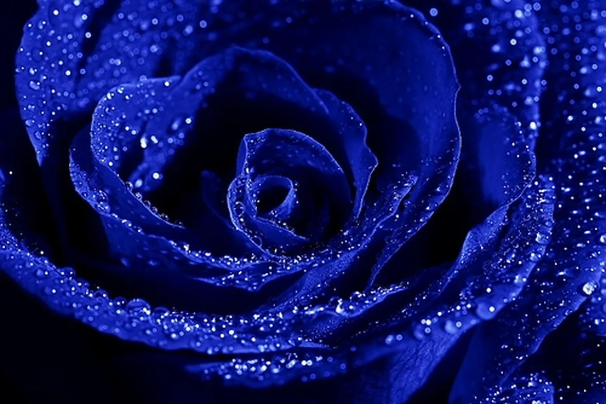 Rosa blu