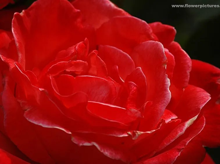 rose arancio-1