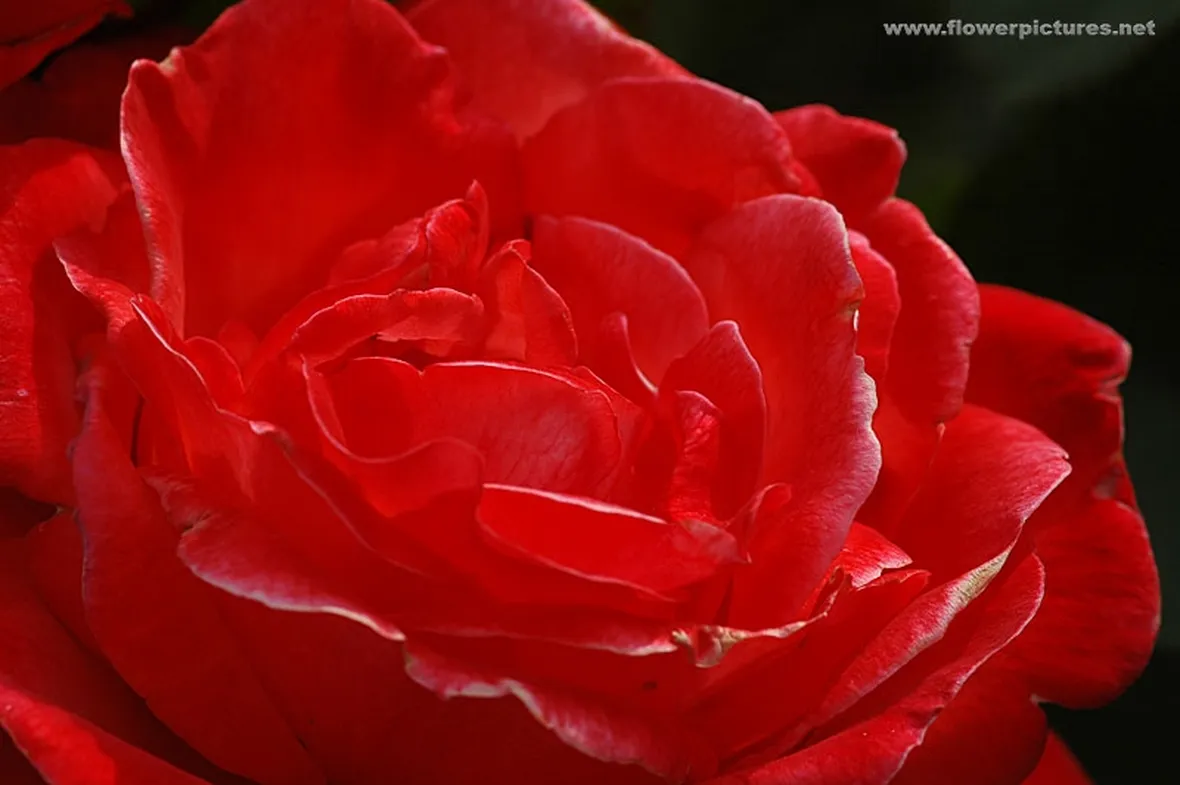 rose arancio-1