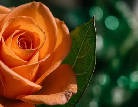 rose arancio