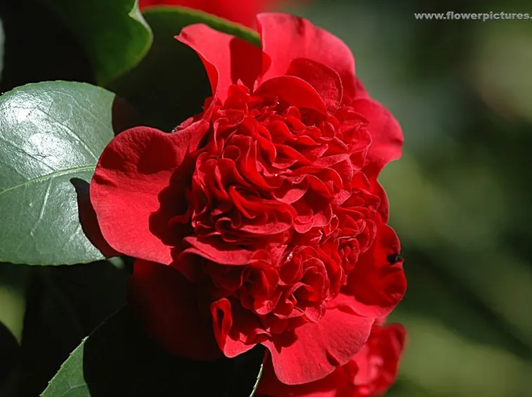 rose arancio