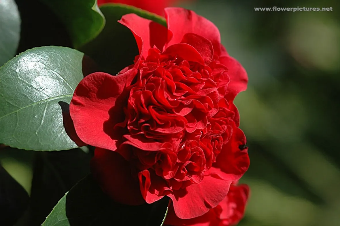 rose arancio