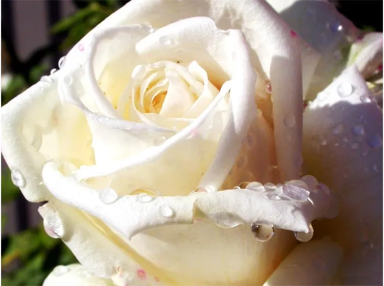 rose bianche