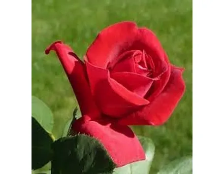 Rose di Natale