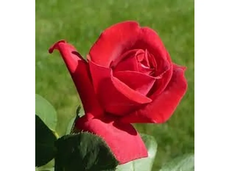 Rose di Natale