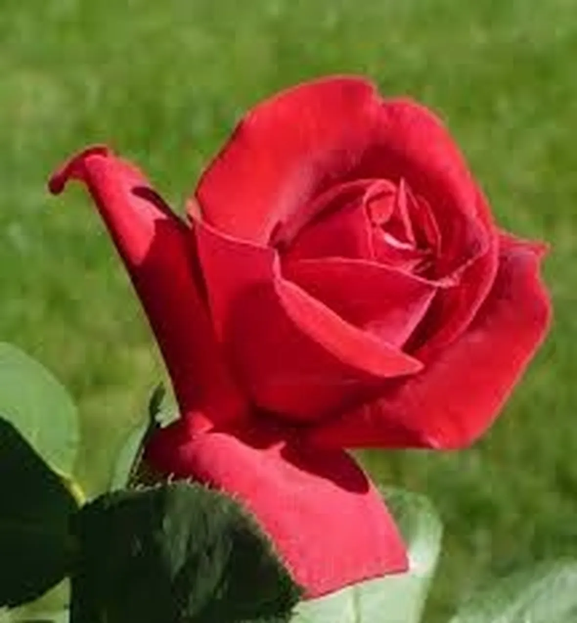 Rose di Natale