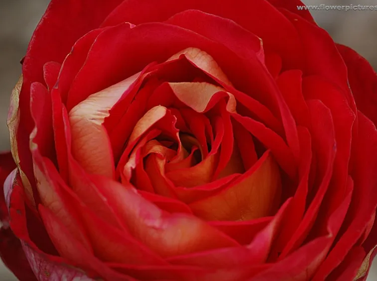 rose fuxia