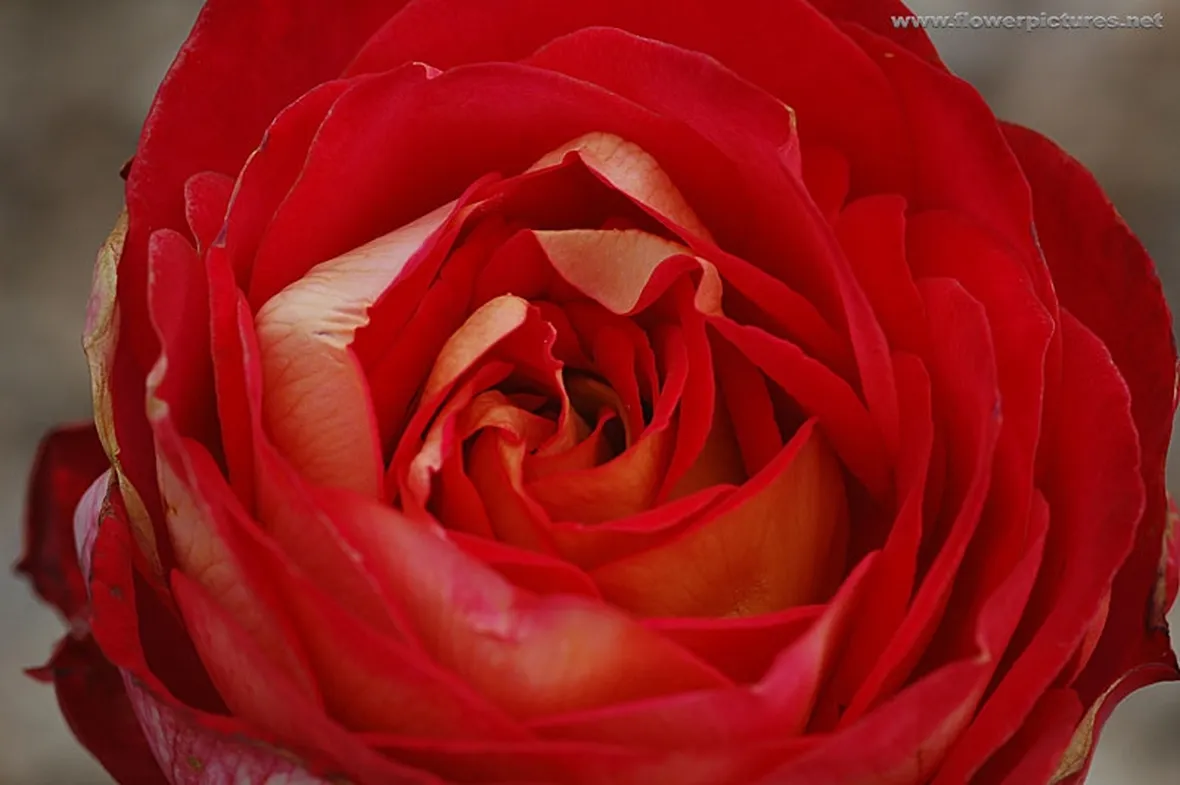 rose fuxia