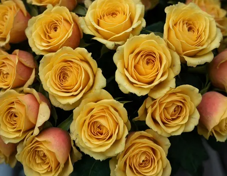 rose gialle-1