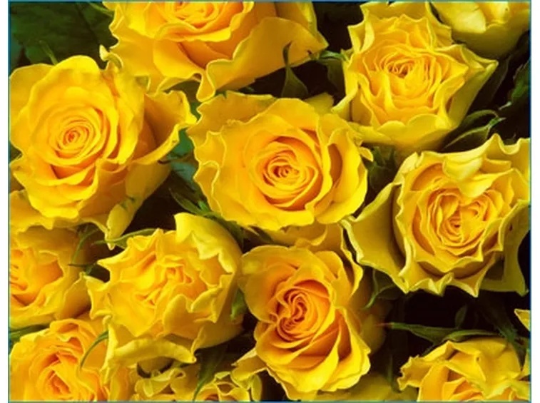 rose gialle-1