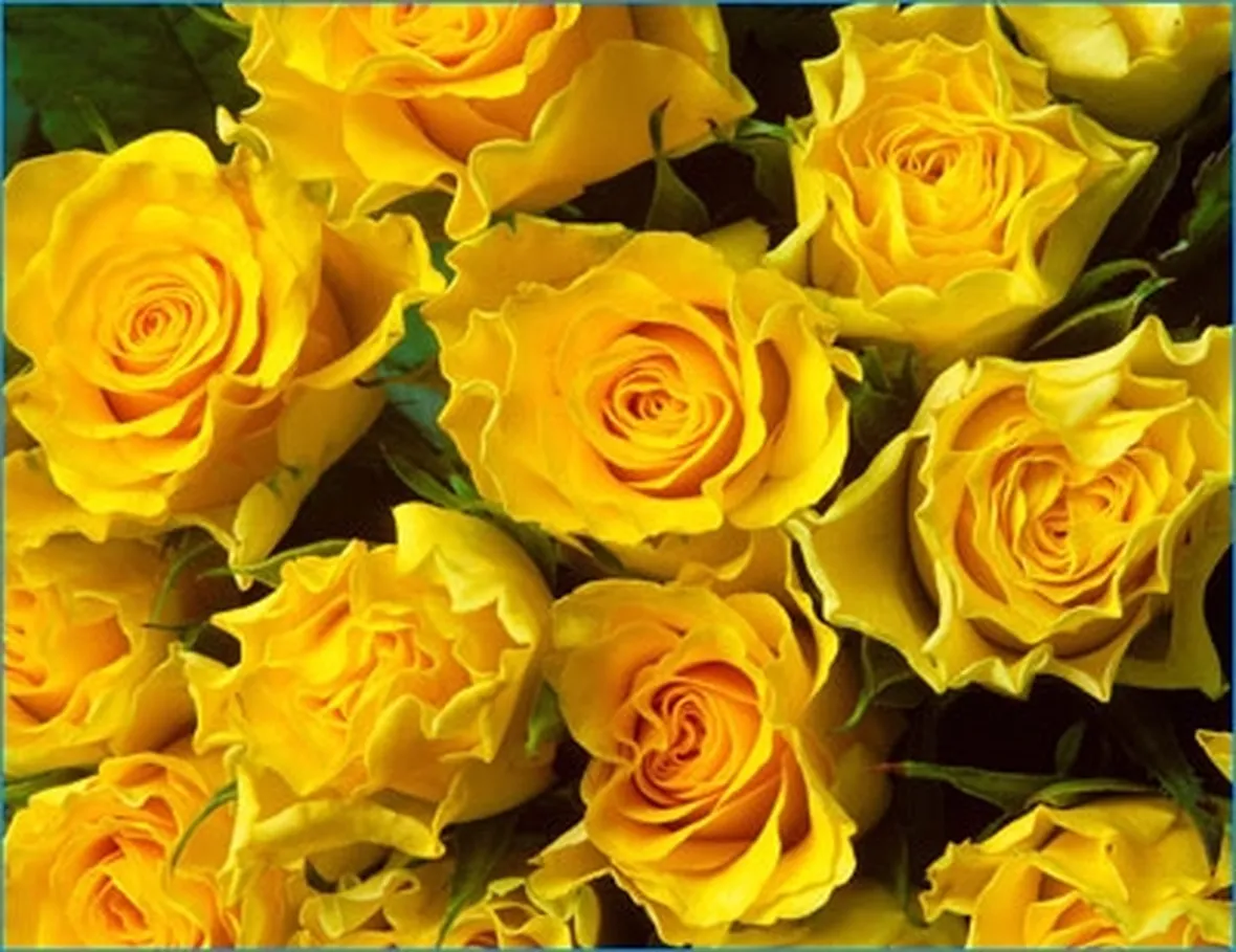 rose gialle-1