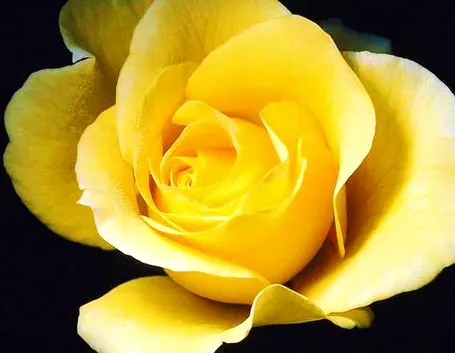 rose gialle
