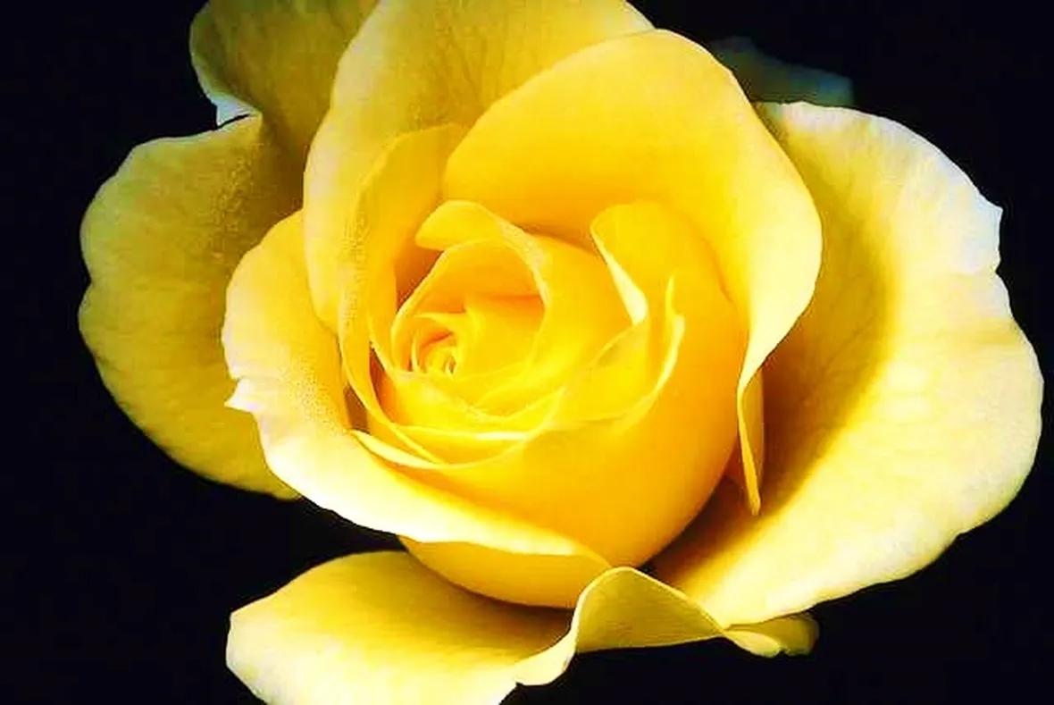rose gialle
