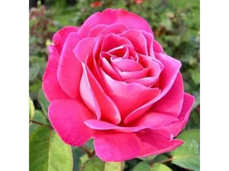 Rose rosa