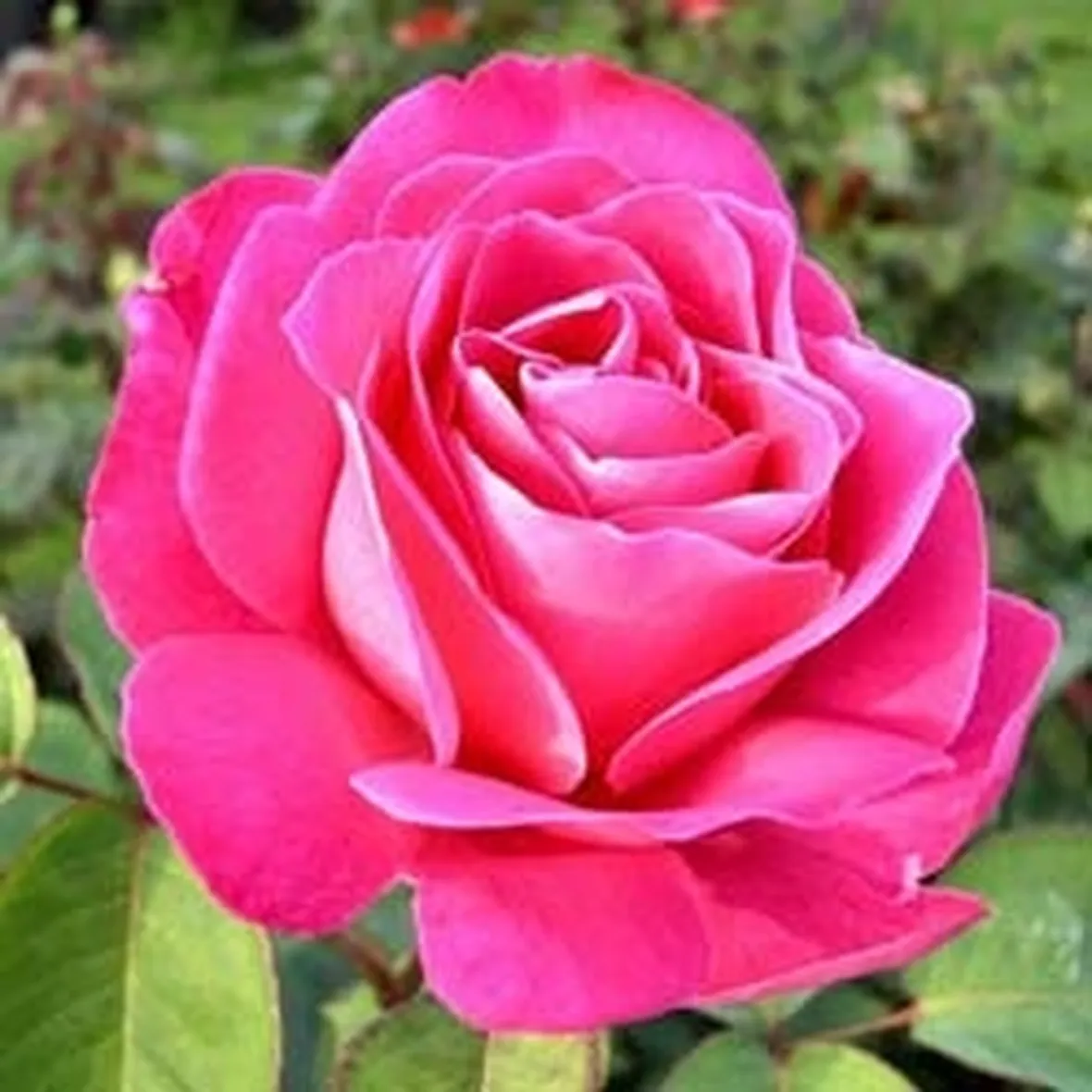 Rose rosa