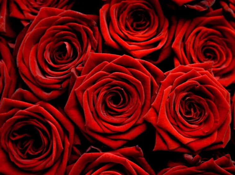 rose rosse-1