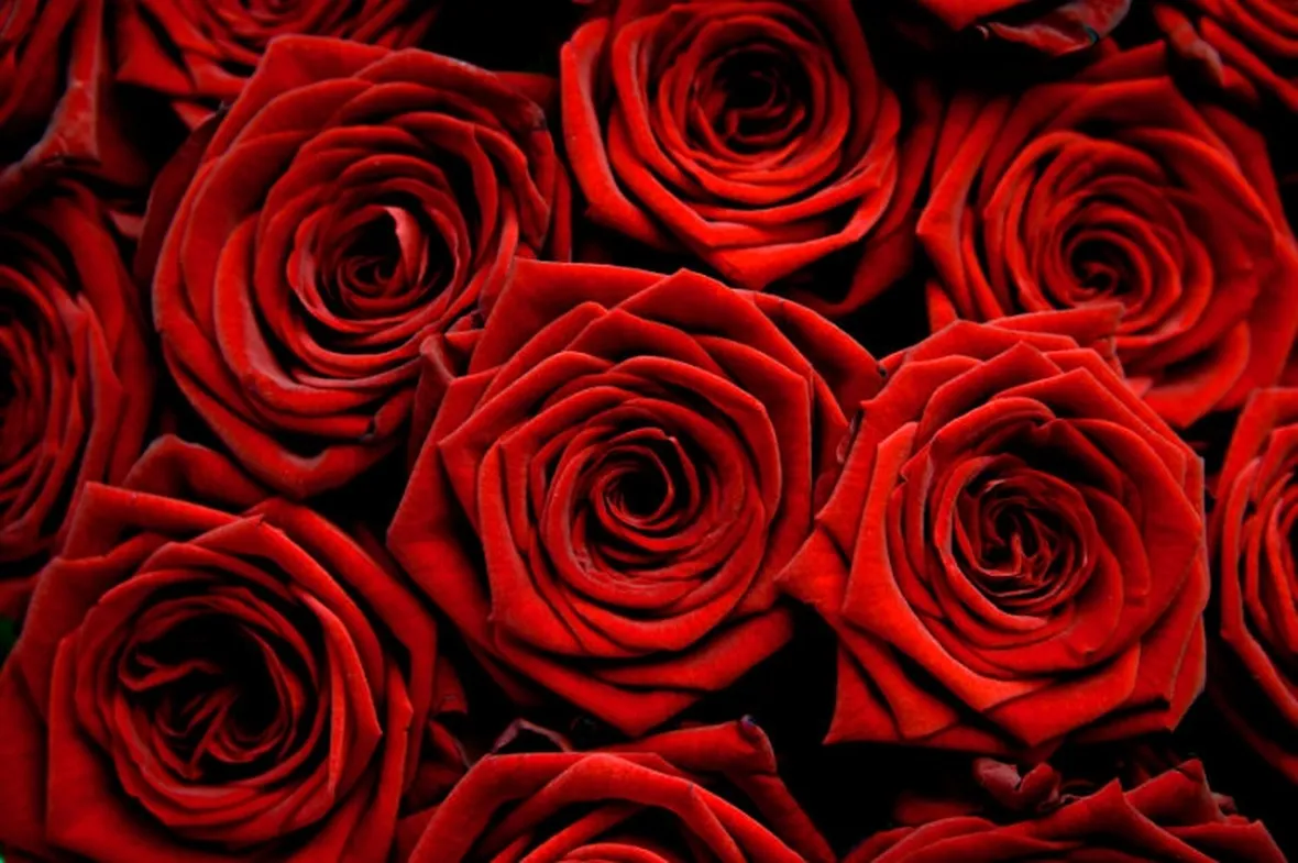 rose rosse-1