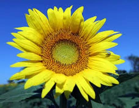 Semina girasole