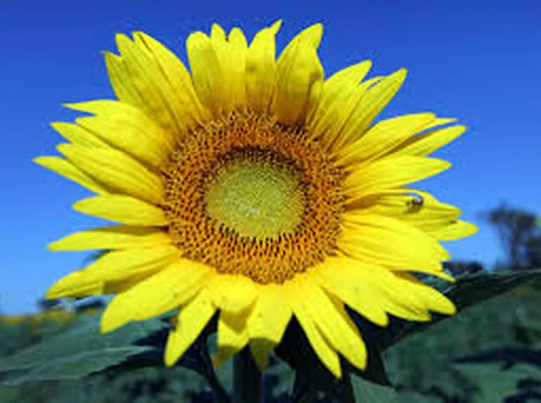 Semina girasole