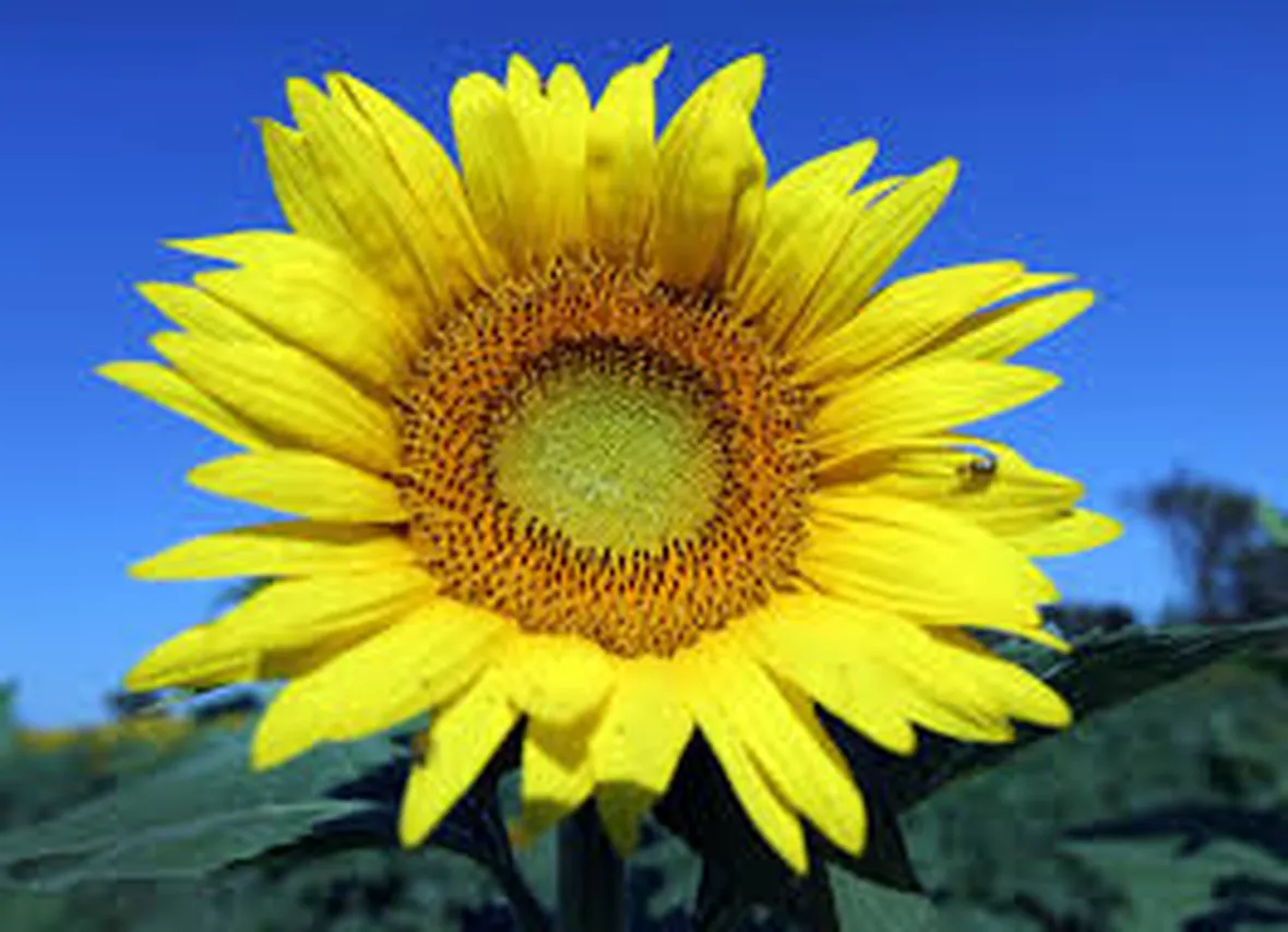 Semina girasole