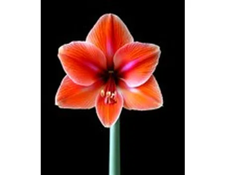 significato amarillis fuxia