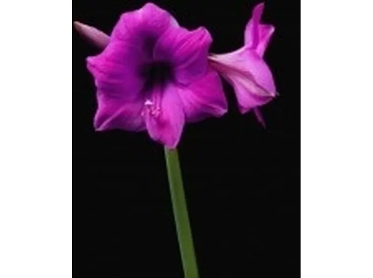significato amarillis fuxia