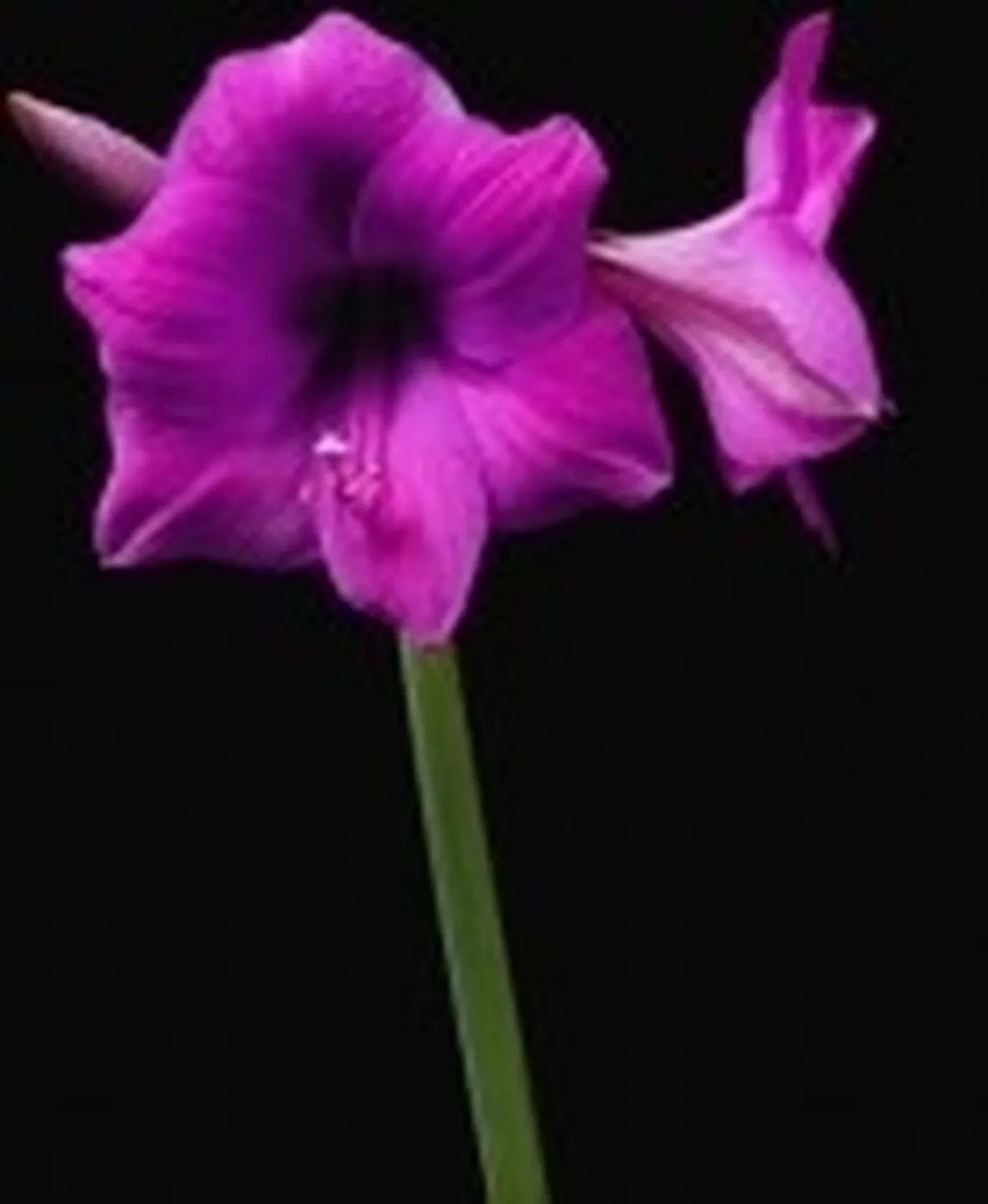 significato amarillis fuxia