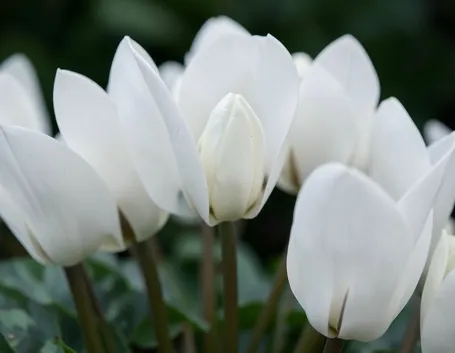 significato ciclamini bianche-1