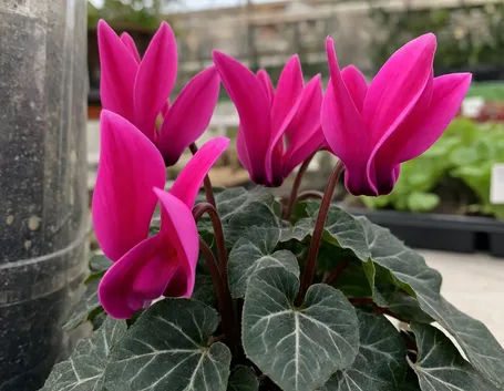 significato ciclamini fuxia-1